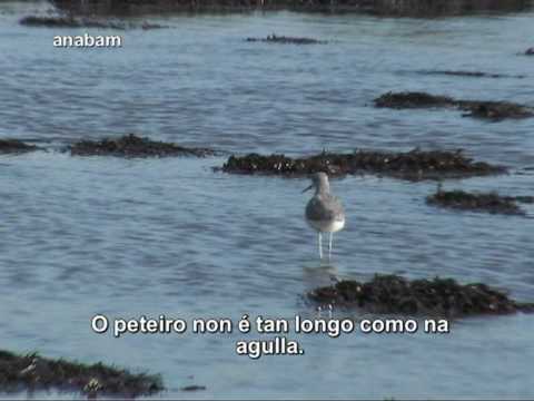 Vídeo: Aves acuáticas do esteiro do Miño