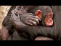 Harry Connick, Jr. - Nature Boy (with Green Hair / Green Mile / Billy Budd)