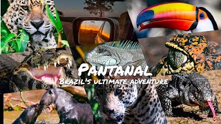 PANTANAL- BRAZIL’s ultimate wildlife adventure, Jaguar’s hunting ground & wetlands. WOW!