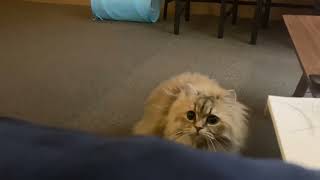 ハンターまむちゃん🐱