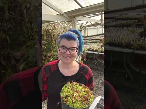 Why Is My Venus Flytrap Dying in Winter?