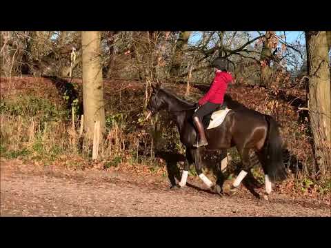 ZENCIA 5j. v. Zack - Lauries Crusador xx VB 18.000,- Euro