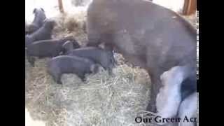 preview picture of video 'Bossy's Piglets'