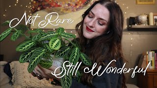 My 6 Favorite Common Plants (right now) | Vlogmas e14