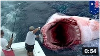 Un géant requin blanc a été mangé par un monstre des mers aussi connu comme le megalodon﻿