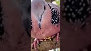 Bird attitude. #birds #love #birdwatching #birdsofinstagram