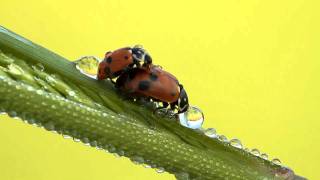 Coccinelle... Tentativo di approccio...