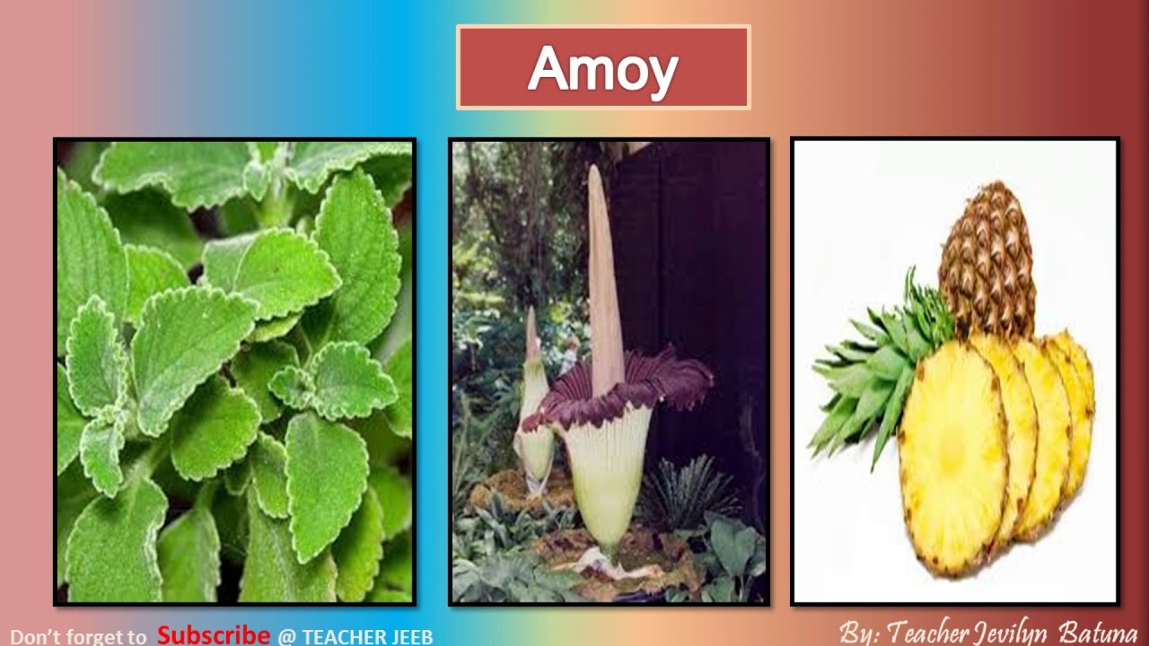 Pagkakaiba ng mga Halaman|Differences of Plants