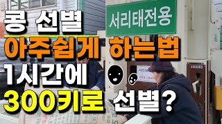 서리태콩 공짜로 아주 쉽게 선별하는법, 1시간만에 300키로 작업? - 서리태콩 수확 콩 수확 콩 농사