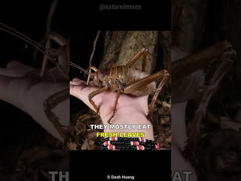 , title : 'Giant Weta | The Heaviest Insect On Earth'