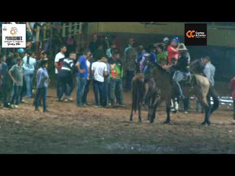 TOROS COLEADOS FERIAS DE DABAJURO