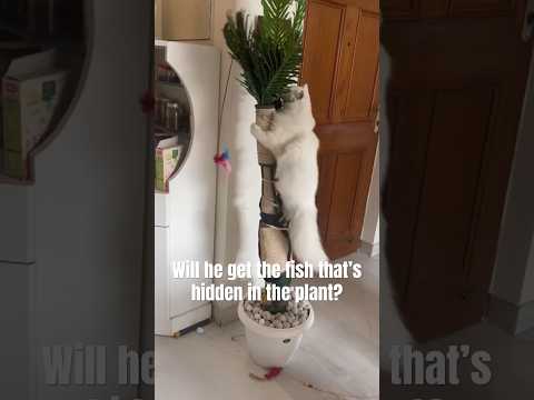 He is trying so hard #shorts #cats #catlover #catvideos #trending #reels #meow #catshorts #catvideos