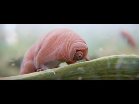 TARDIGRADI : SUPEREROI DELLO SPAZIO | Tardigrade first animal to survive in space