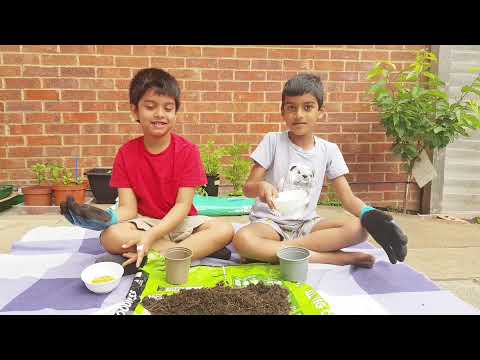 How to plant Tomatoes 🍅and Methi 🌱|| Fun with Suveer!