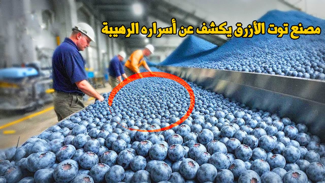 مصنع توت الازرق يكشف عن اسراره الرهيبه