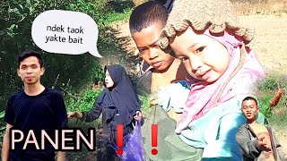 Download lagu keseruan panen kacang gude alias LEBUI ❕❕bonus wortel dan strowbery #anakpintar #happyfamily 🏞️🥕 mp3