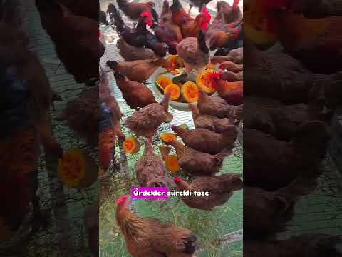 Tavuk Kümesini Göletin Üstüne Kurunca Ne Oluyor #keşfet #viral