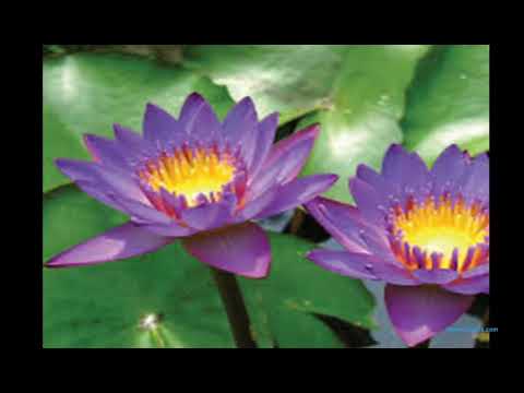 sample online video cutter com