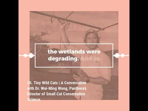 35. Tiny Wild Cats | A Conversation with Dr. Wai-Ming Wong, Panthera’s Director of Small Cat