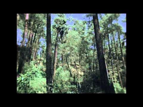 Post Tenebras Lux – Trailer (HD)