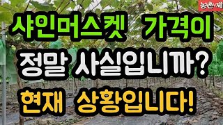 #샤인머스켓재배방법  #포도경매가격 #수확비닐하우스귀농귀촌