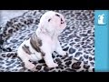 Wrinkly Bulldog Puppy Howls! SO DARN CUTE! - Puppy Love Wrinkly Bulldog Puppy Howls! SO DARN CUTE! - Puppy Love