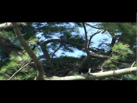 Red-tailed Hawks Nest Exchange