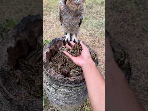 #birds #nest #nature #naturesvoice #wildlife #birdsong #trending #hunting #shorts