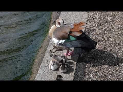 Egyptian Goose family in the wind