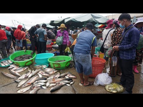 9 Kilometers Fish Market Scene - Every Day Rural Fish Bring From Another Province For Selling Here