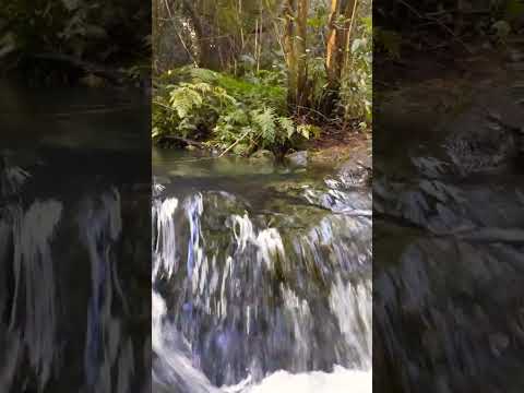 Hermoso arroyito en O.V.Andrade. #arroyo #monte #andrade #naturaleza #misiones #argentina