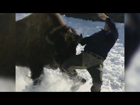 WILD: Angry Bison Charges at Ex Fire Fighter