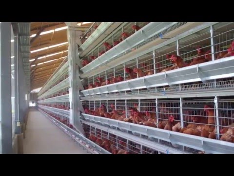 , title : 'Alaso - Layer and Pullet Cage Systems (ENGLISH)'