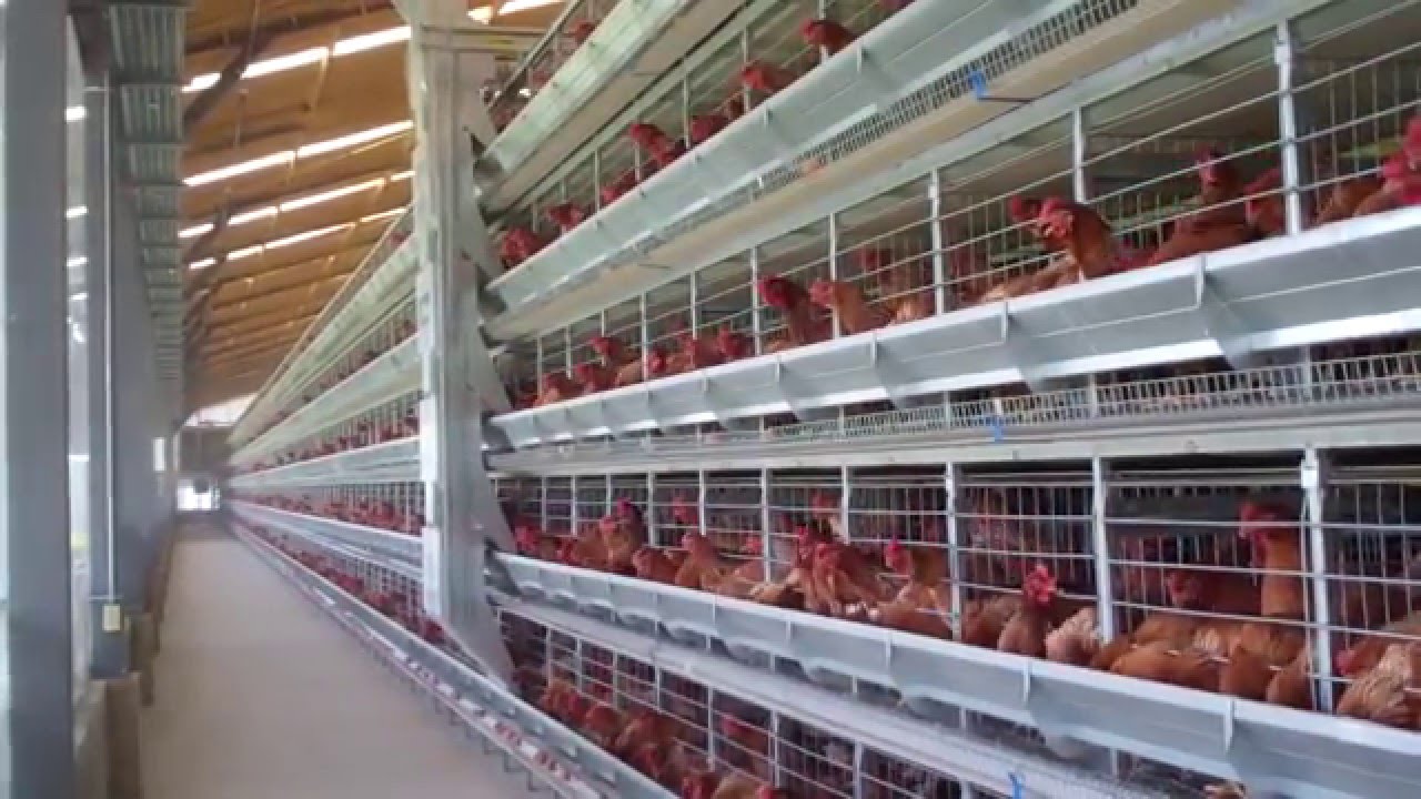 Alaso - Layer and Pullet Cage Systems (ENGLISH)