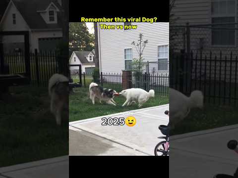 Remember this viral Dog? #nostalgia #dog #legendarymemes