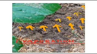 Evapotranspiration || Evapotranspiration in plants || Hydrology