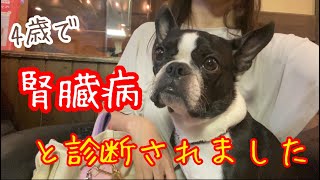 2024年夏にオレオ家に起こった出来事の記録/犬の腎臓病@oreo_channel