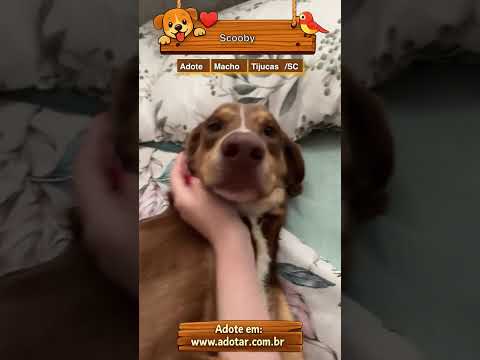 Vídeo de Scooby