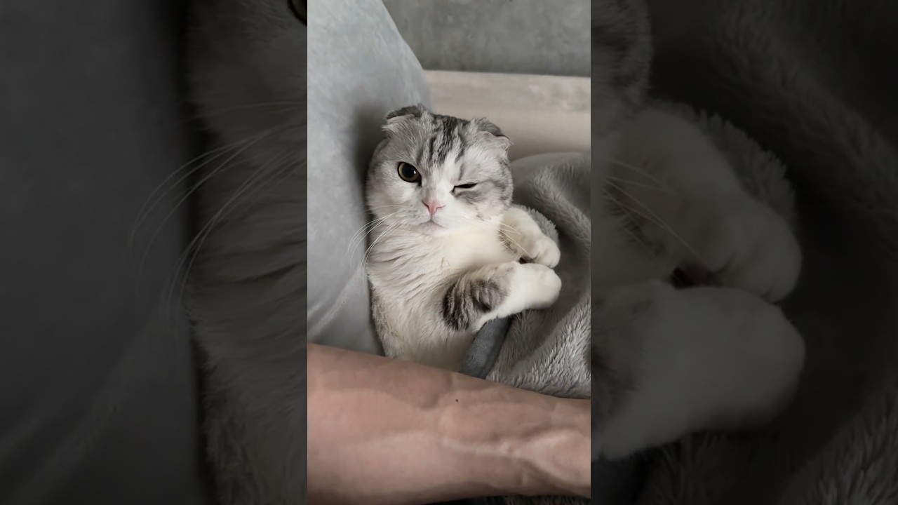 😽&☺️ #cat #猫