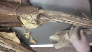 [Anatomy] lower limb (spotting) revision part 1