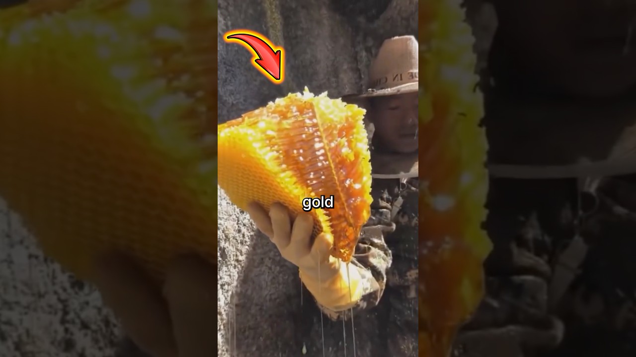 Risking Everything For The World’s Most Expensive Honey!