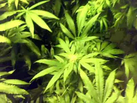 Cannabis legal grow-op 2 weeks flowering