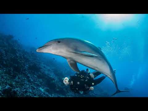 Planning a Perfect Diving Expedition to Fiji: Avoid These 5 Common Mistakes