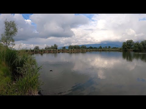 Auf der Suche nach dem Teichrohrsänger und jungen Haubentaucher