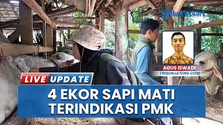 Waspada PMK! Distapang Kebumen Kebut Vaksinasi Antisipasi Penyebaran Penyakit Buntut 4 Sapi Mati