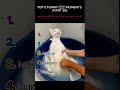 Top 5 Funny Cat Moments