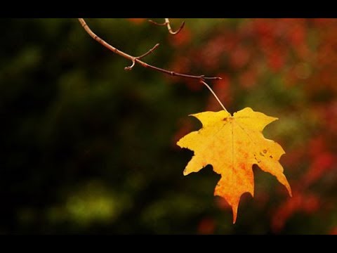 Chiếc lá cuối mùa Sheet - Quang Châu