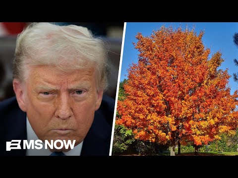 New bombshell book reveals Trump was fixated on buying maple trees at start of Iran war