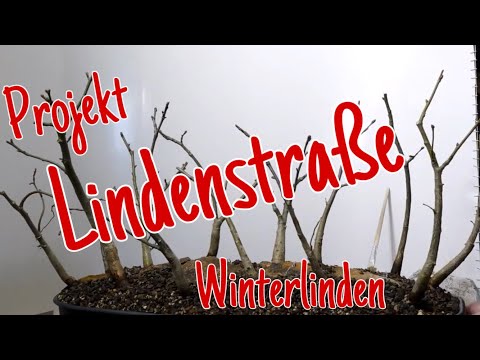 viele Winterlinden -Gestaltung einer Allee "Lindenstraße" Pre-Bonsai 2023/14