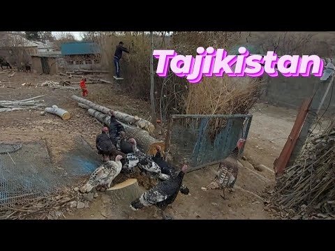 Каламчак дар моҳи Декабрь || Tajikistan